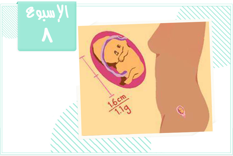 الأسبوع الثامن من الحمل: الجنين يشبه حبة الفاصوليا